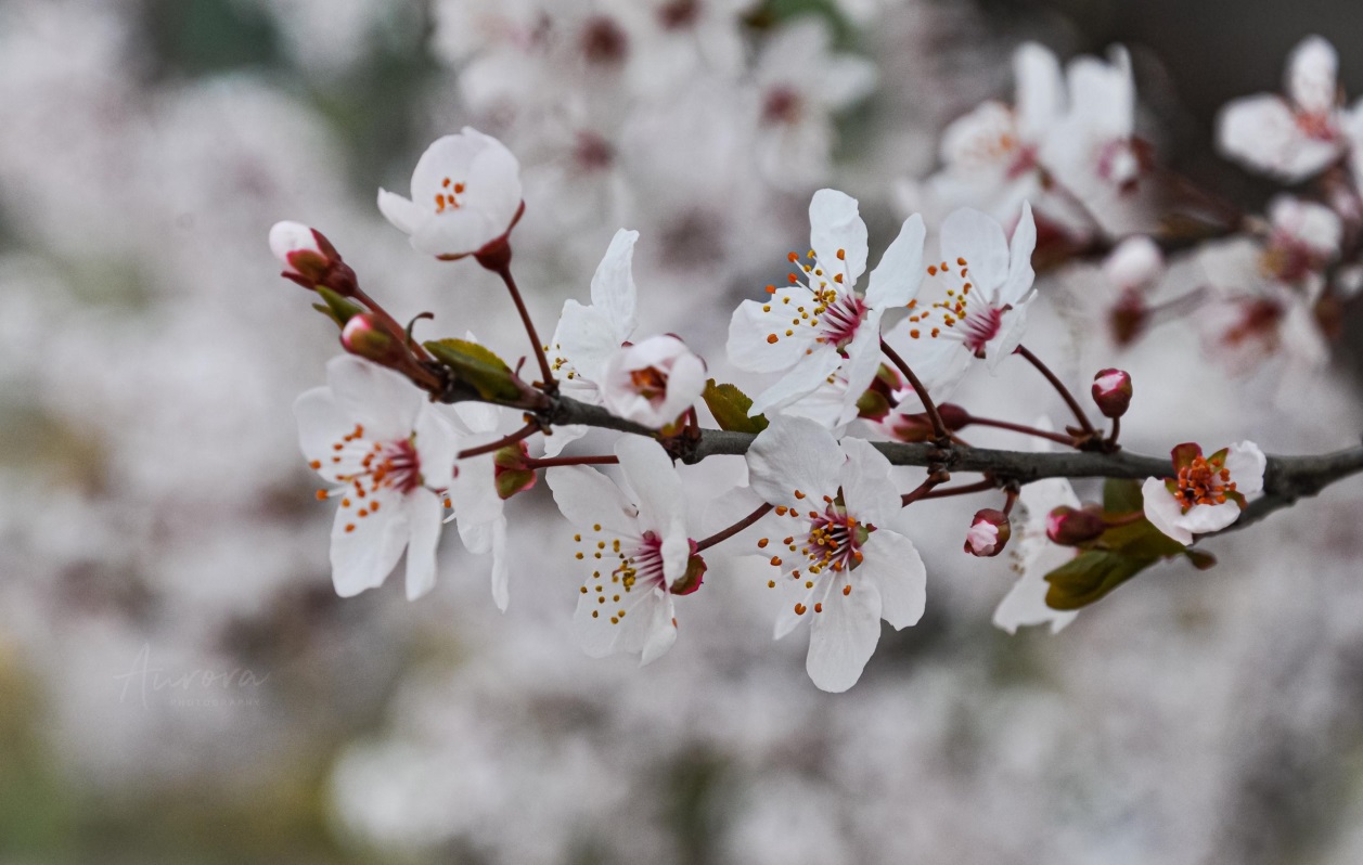 说明: //boot-img.xuexi.cn/image/1006/process/388a63fecb3e42e69c80483fde80a45c.jpg